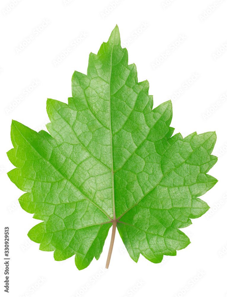 Single leaf grape on white background with clipping path Single leaf grape on white background with clipping path