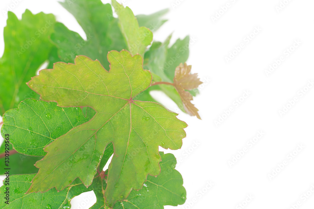 Branch of vine leaf grape on white background with copy space Branch of vine leaf grape on white background with copy space