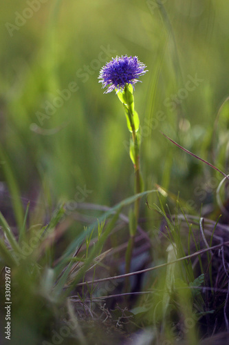 Globularia bisnagarica, the common ball flower, blue blossom. photo