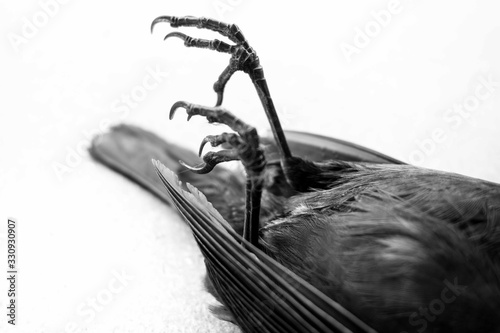 Foto dead bird clows close up on a white background