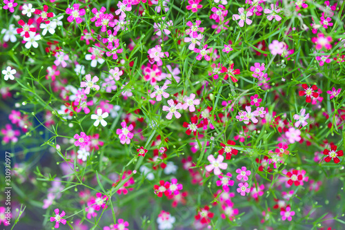 Gypsophila paniculata pink red flowers field or fresh small baby s breath blooming in garden top view colorful green leaf background