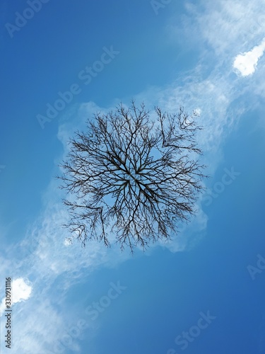 Trees against the sky - Poland, Parkowo 