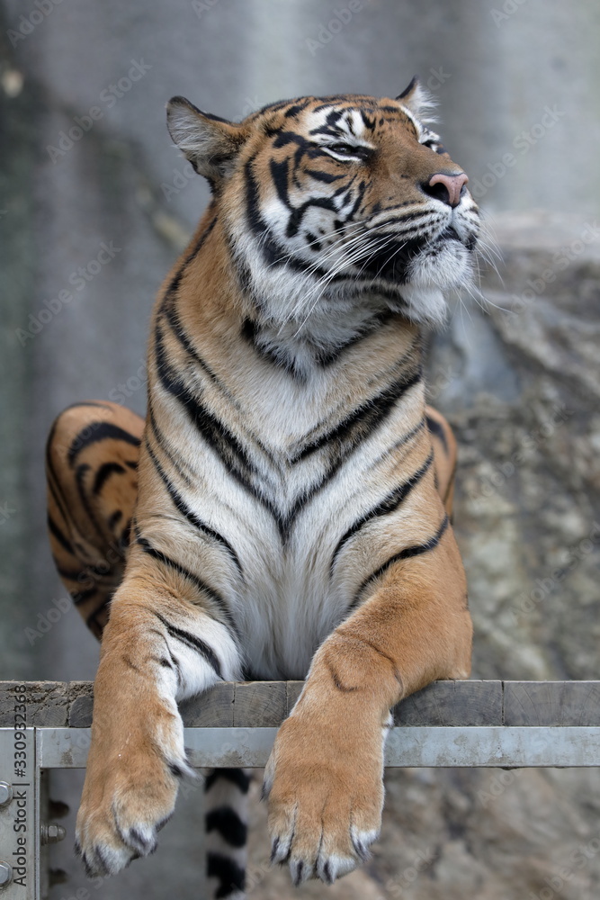 Fototapeta premium トラ 