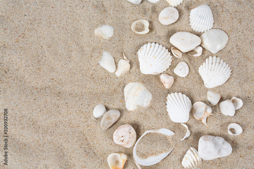 beautiful sea shells on sand