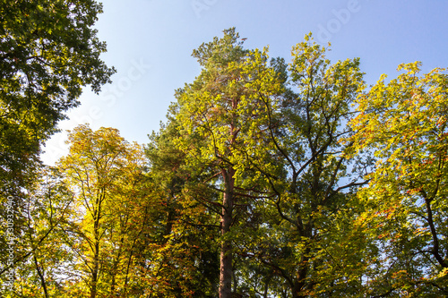 Big trees over blue clear sky background in the park or in the forest