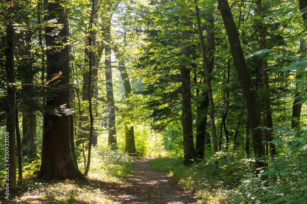 Naklejka premium Narrow path among a lot of trees in the middle of the forest