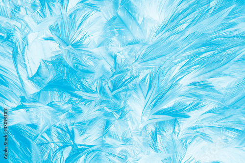 Beautiful blue feather wooly pattern texture background