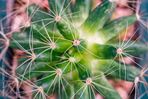 Close up of shaped cactus with long thorns