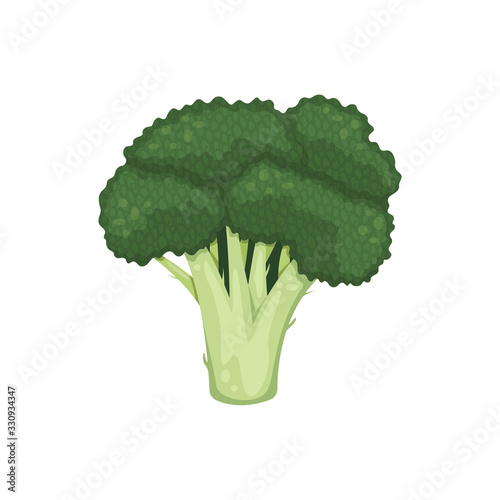Green broccoli inflorescence. Healthy food, vegetarianism. Isolated flat vector illustration.