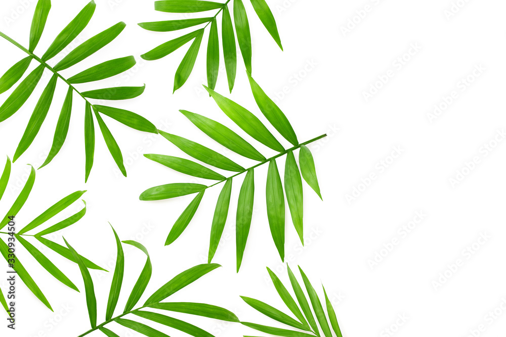 Obraz premium Coconut green leaves isolated on white background. top view