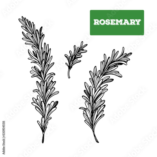 Rosemary hand drawn vector illustration. Isolated sketch of Rosemary. Engraved illustration. Rosemary spice. Black and white.