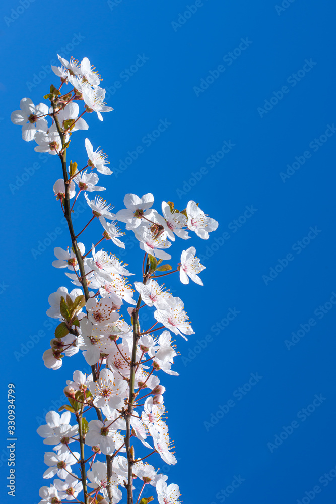 Beautiful close up of cherry blossoming sakura tree in spring bloom time over bright blue sky. Spring floral vertical background. Nature vibrant colours. Copy space for text Beautiful close up of cherry blossoming sakura tree in spring bloom time over bright blue sky. Spring floral vertical background. Nature vibrant colours. Copy space for text