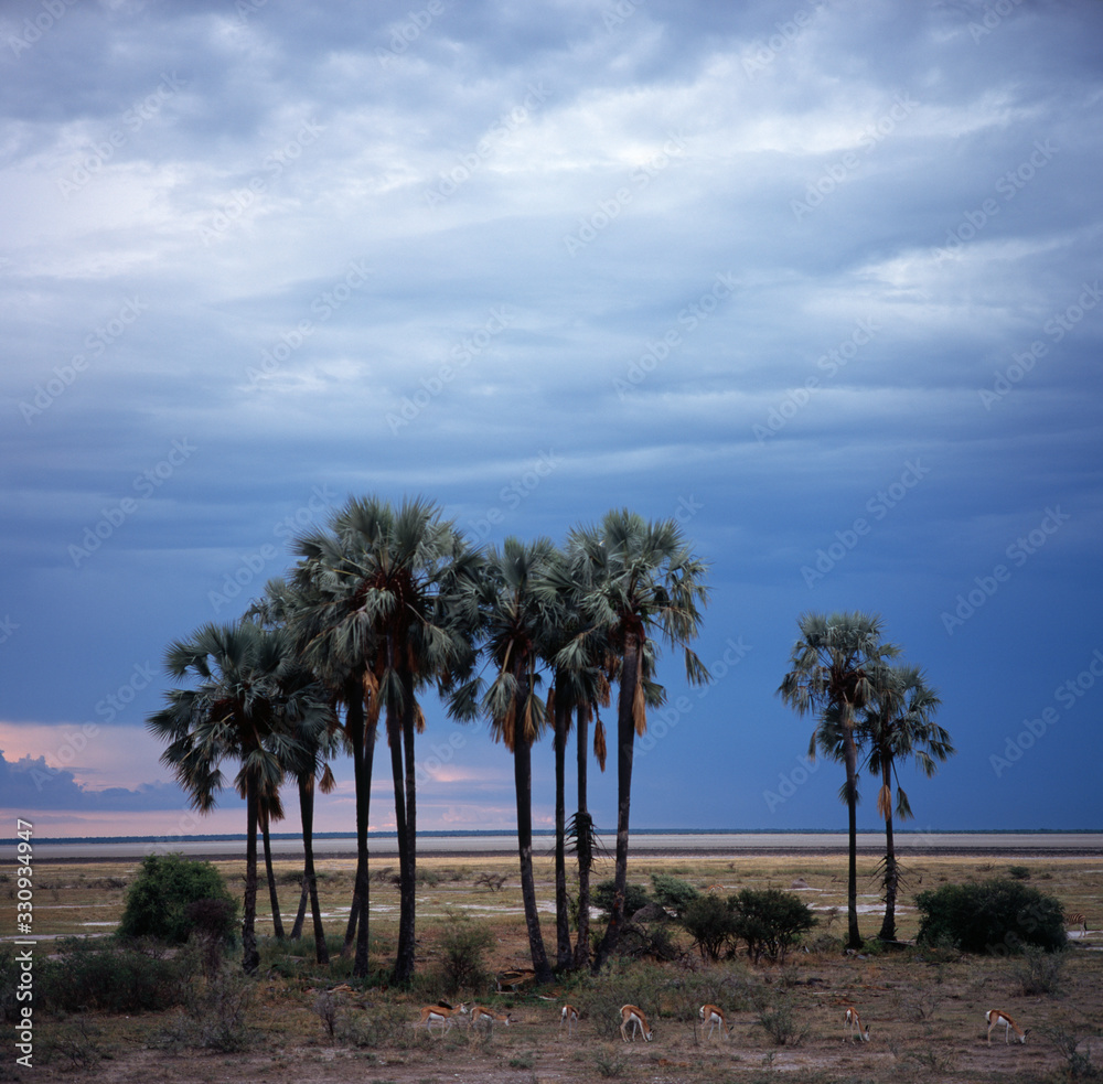 palms landscape in savannah in namibia
