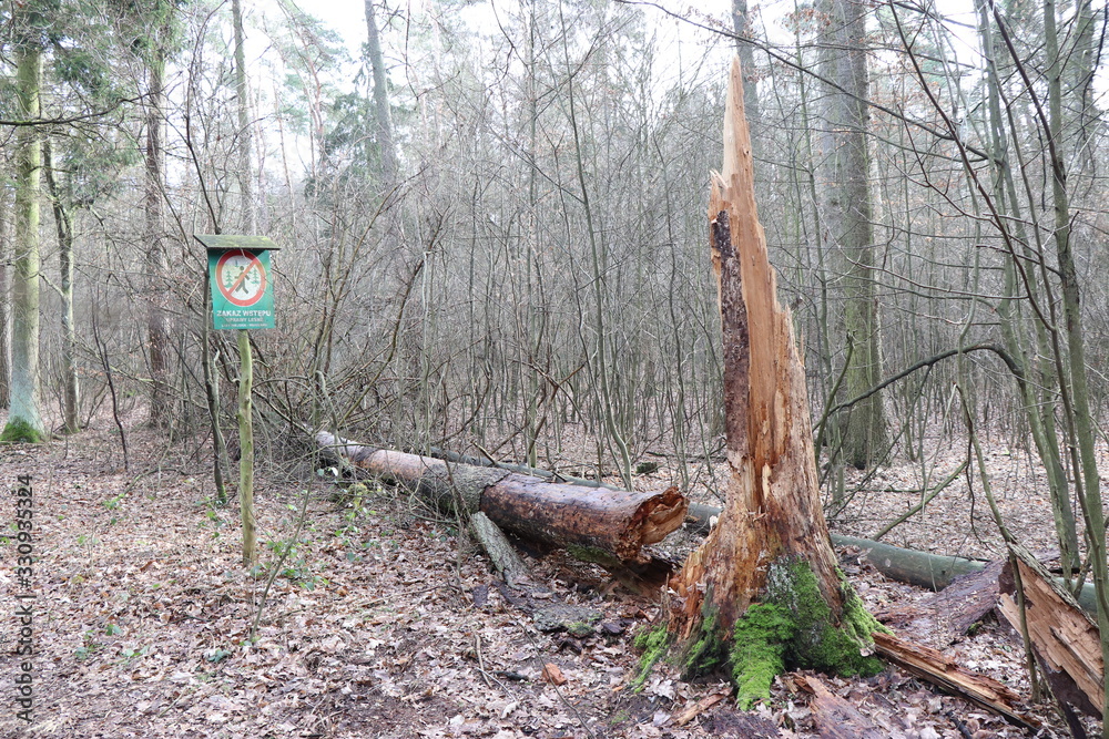 złamane drzewo las - obrazy, fototapety, plakaty 