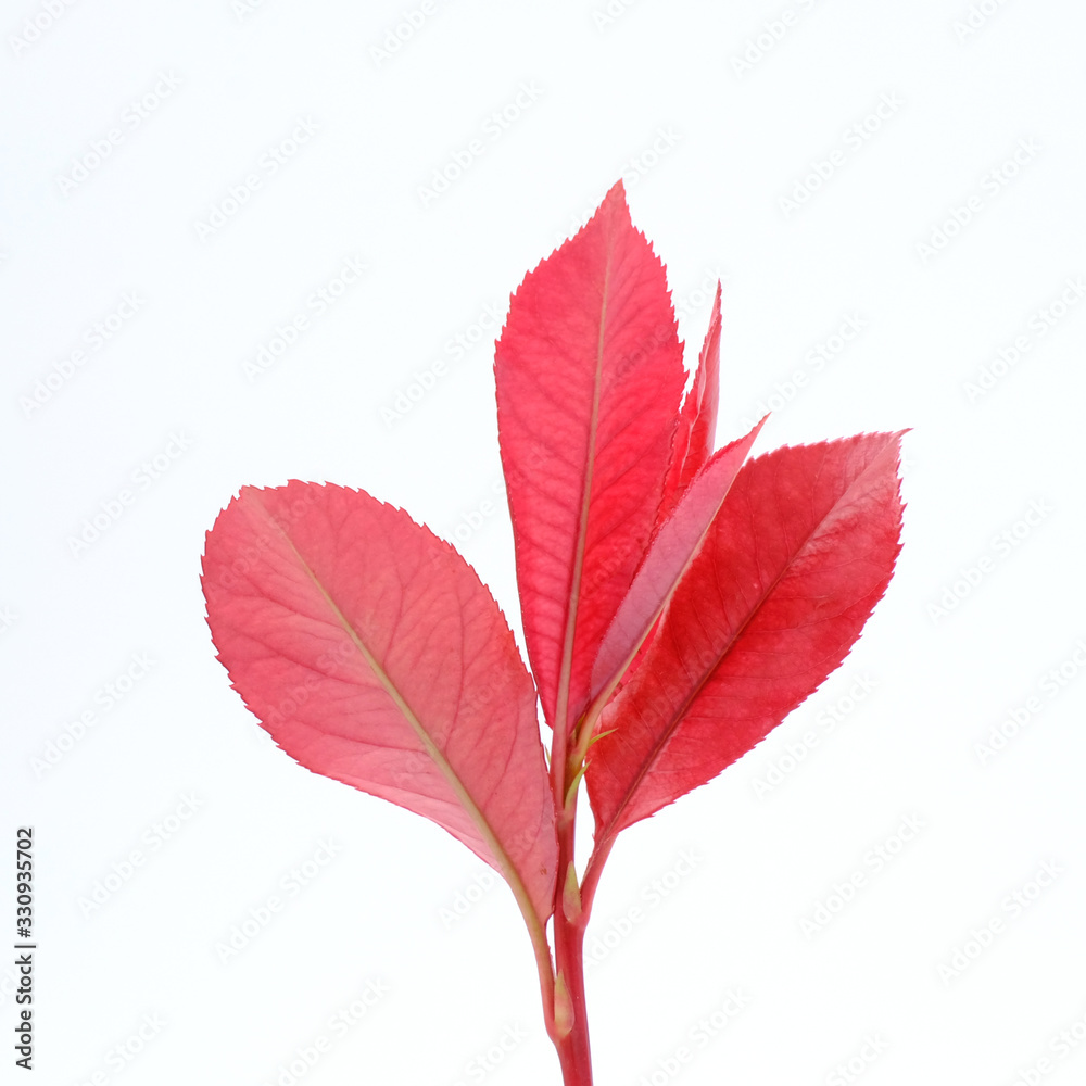 Beautiful red young leaves on white background, Soft peak of Photinia or red robin plant, Small trees.