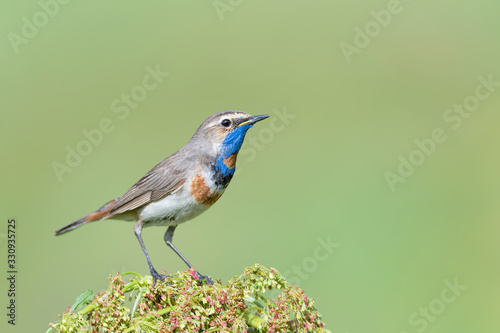 Beautiful portrait of Bluethroat (Luscinia svecica)