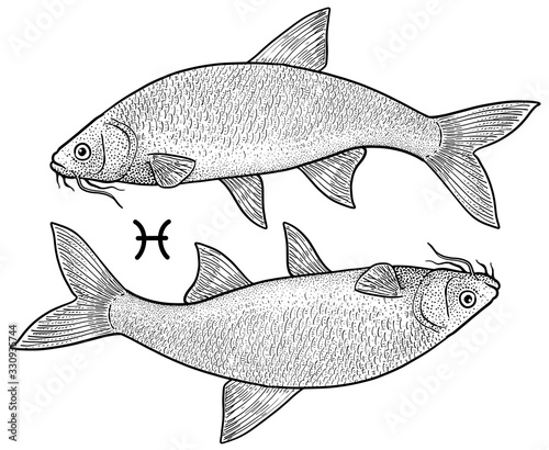 Pisces zodiac symbol illustration, drawing, engraving, ink, line art, vector