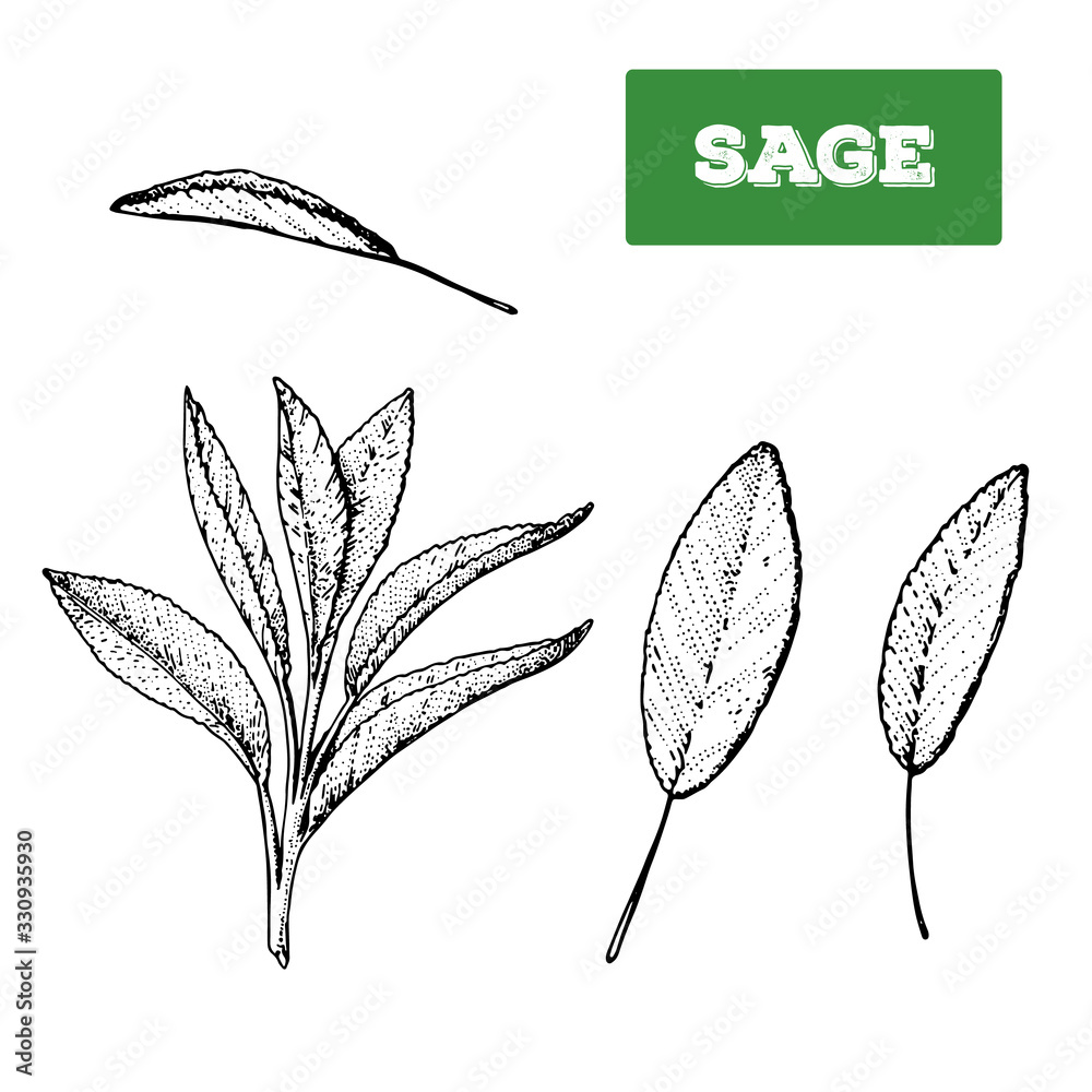 Sage hand drawn vector illustration. Isolated sketch of sage leaves