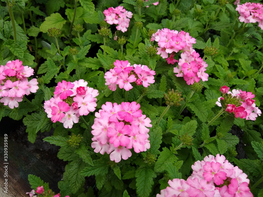 Verbena 'Showboat Pink' Verbena 'Showboat Pink'