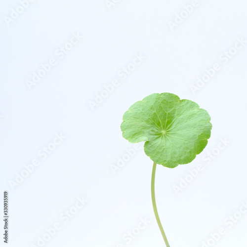 Closeup leaf of Gotu kola, Asiatic pennywort, Indian pennywort on white background, herb and medical concept, selective focus