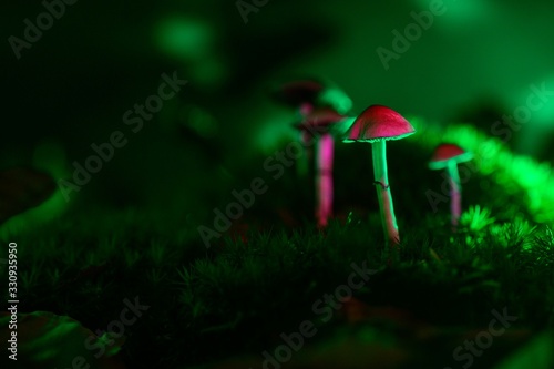 Color magic mushrooms - psilocybe	