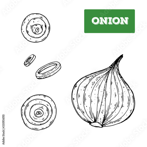Onion hand drawn vector illustration. Isolated sketch of onion slice. Engraved illustration. Black and white.