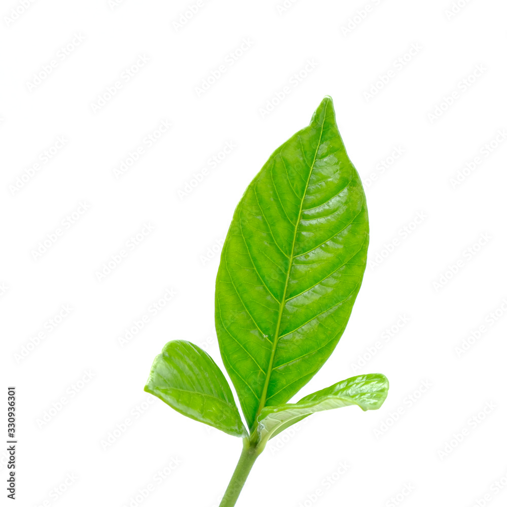 Fototapeta premium green leaf isolated on white background