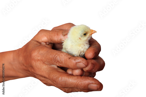 A Chick in the hands of farmer isolated on white