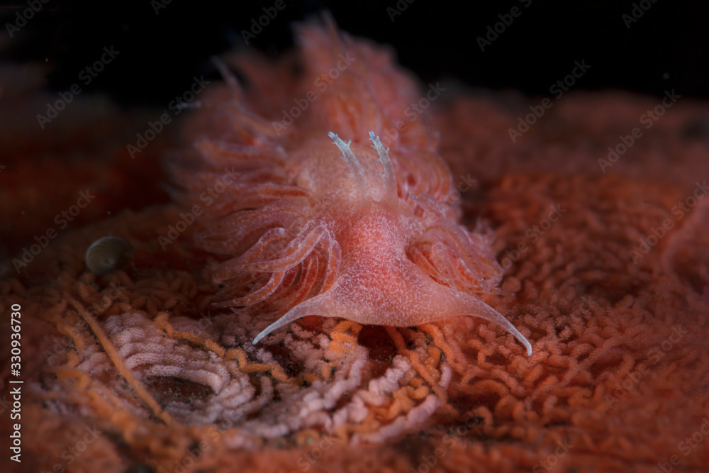 Obraz premium Red Sponge Noumeaella. Nudibranch Noumeaella sp. Underwater macro photography from Tulamben, Bali, Indonesia