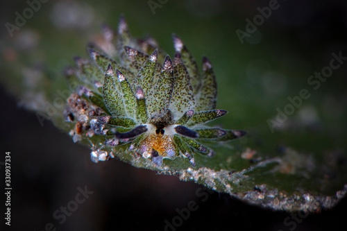Nudibranch Leaf Sheep (Costasiella kuroshimae). Underwater macro photography from Tulamben, Bali,  Indonesia
