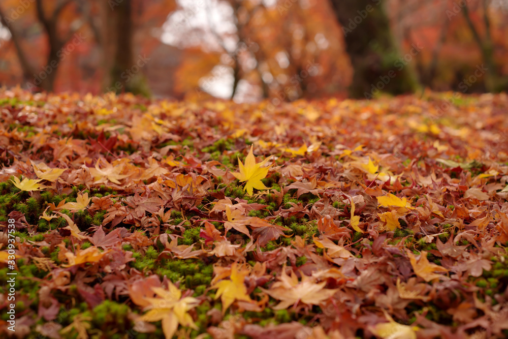 苔むした地面の上の落葉　秋・紅葉イメージ