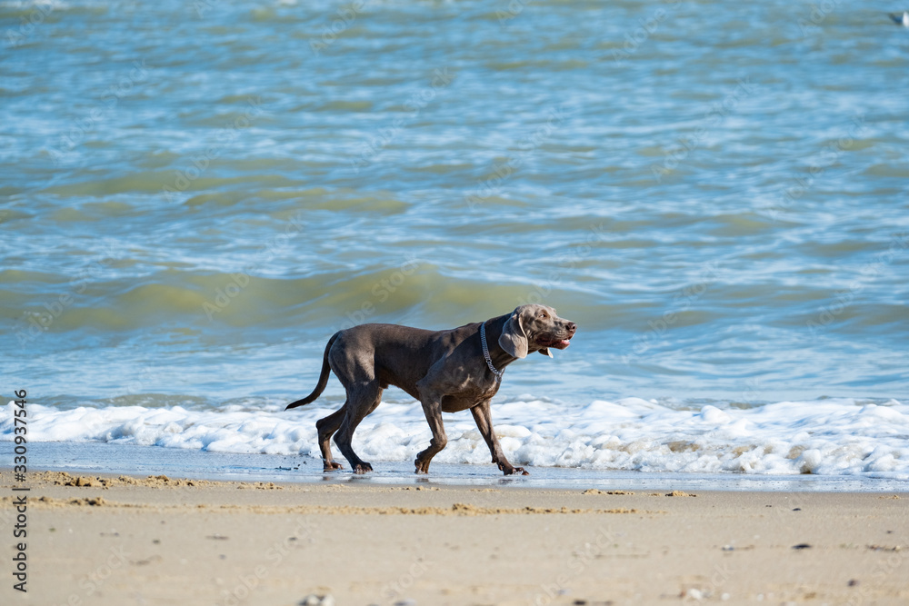 Weimaraner dog on the sea beach in summer day
