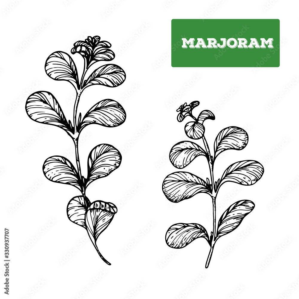 Marjoram hand drawn vector illustration. Isolated sketch of marjoram