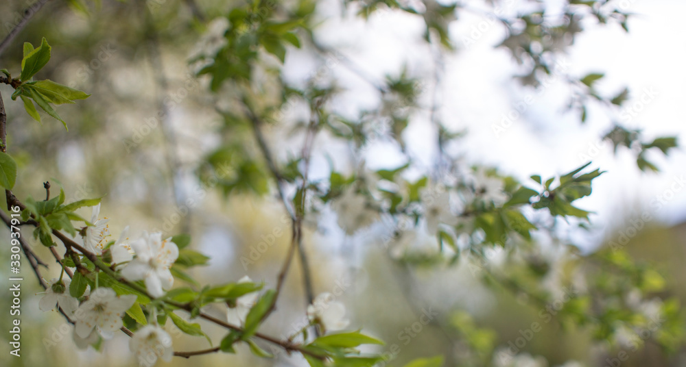 Flowers, cherry blossoms on the branches on a spring day. Beautiful spring background. Spring flowering in the garden wallpaper. Beautiful blossoming flowers of apple trees in the park. Flowers, cherry blossoms on the branches on a spring day. Beautiful spring background. Spring flowering in the garden wallpaper. Beautiful blossoming flowers of apple trees in the park.