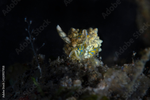 Sea Slug  Oxynoe kylei. Underwater macro photography from Tulamben, Bali, Indonesia
