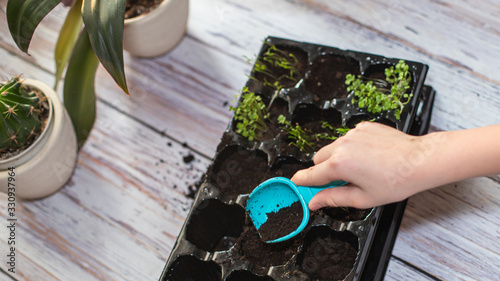 Child's hand with toy shovel pouring earth into seedling pots. Growing vegetables for garden. Germination of seeds in greenhouse.