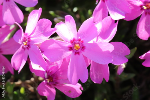 サクラソウのピンクの花