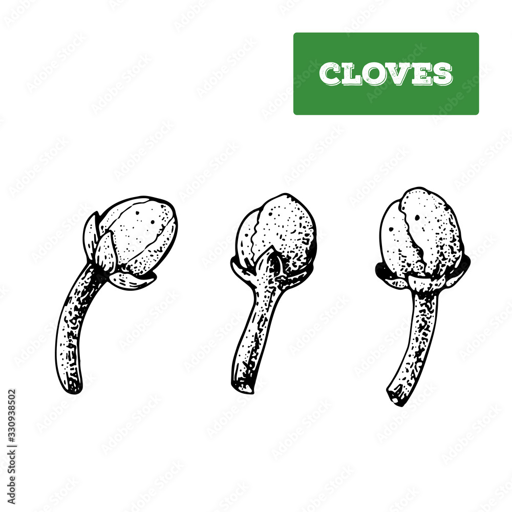 Cloves hand drawn vector illustration. Isolated sketch of cloves