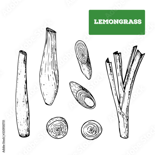 Lemongrass hand drawn vector illustration. Isolated sketch of lemongrass. Engraved illustration. Black and white.