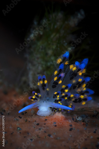 Nudibranch Stiliger sp.  Underwater macro photography from Tulamben, Bali,  Indonesia
