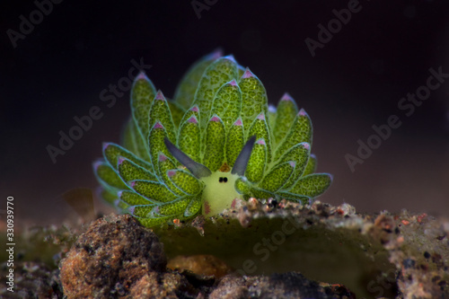 Purple-Tipped Costasiella. Underwater macro photography from Tulamben, Bali,  Indonesia photo