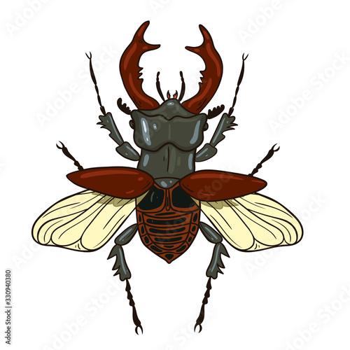 Stag-beetle isolate on white background. Vector graphics.