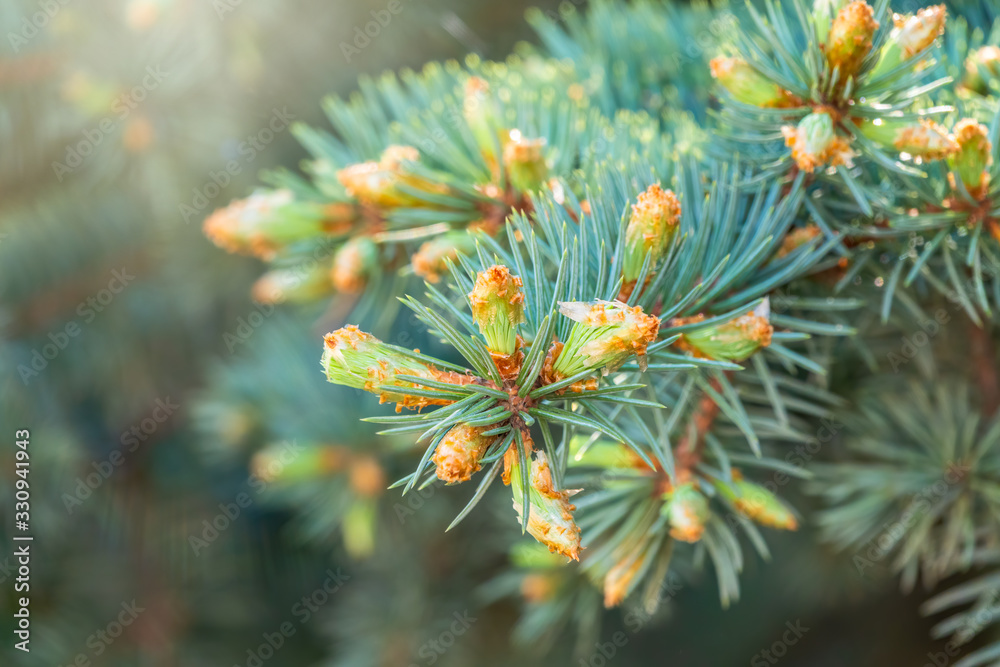 Fir branches with fresh shoots in spring on blue sky background. Fir branches with fresh shoots in spring on blue sky background.