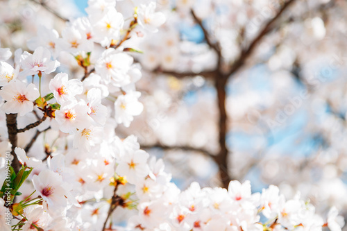 Spring cherry blossoms background