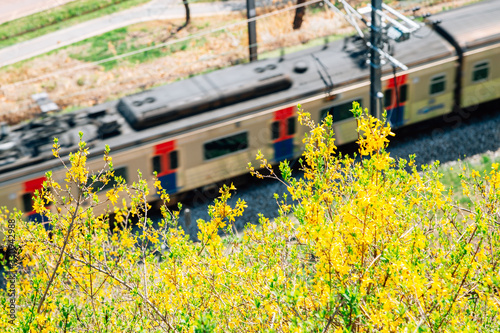 Photography Eungbongsan mountain forsythia flowers and subway in Seoul, Korea