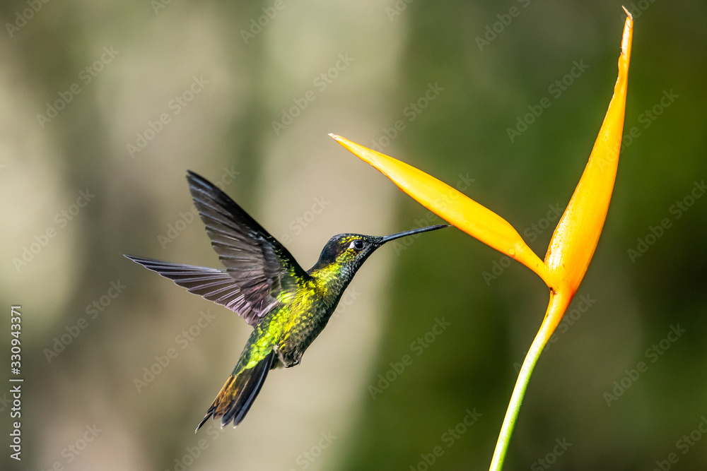 Fototapeta premium Blue hummingbird Violet Sabrewing flying next to beautiful red flower. Tinny bird fly in jungle. Wildlife in tropic Costa Rica. Two bird sucking nectar from bloom in the forest. Bird behaviour