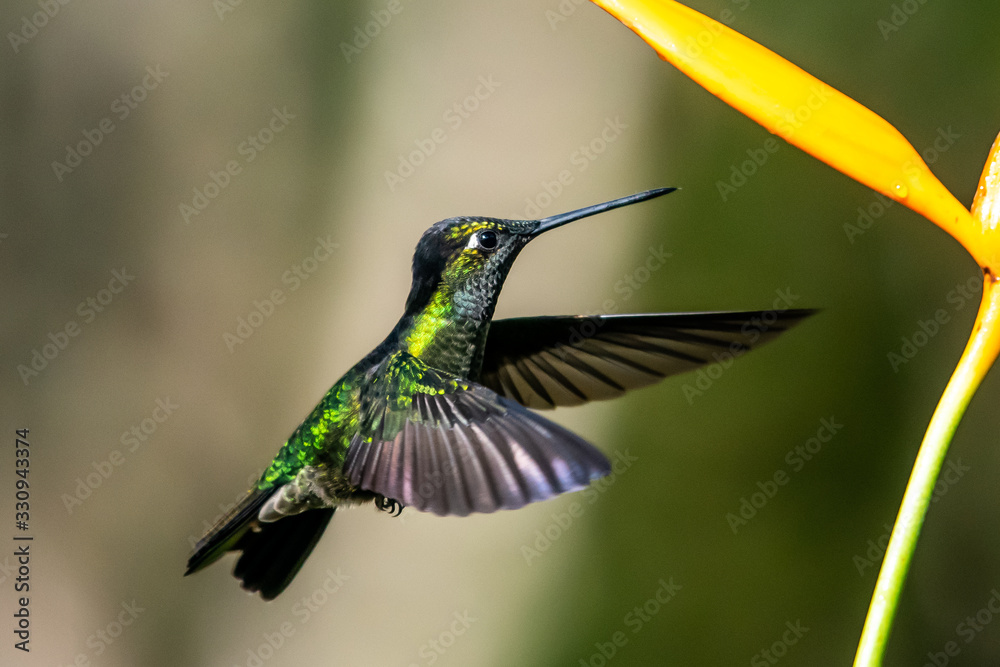 Fototapeta premium Blue hummingbird Violet Sabrewing flying next to beautiful red flower. Tinny bird fly in jungle. Wildlife in tropic Costa Rica. Two bird sucking nectar from bloom in the forest. Bird behaviour