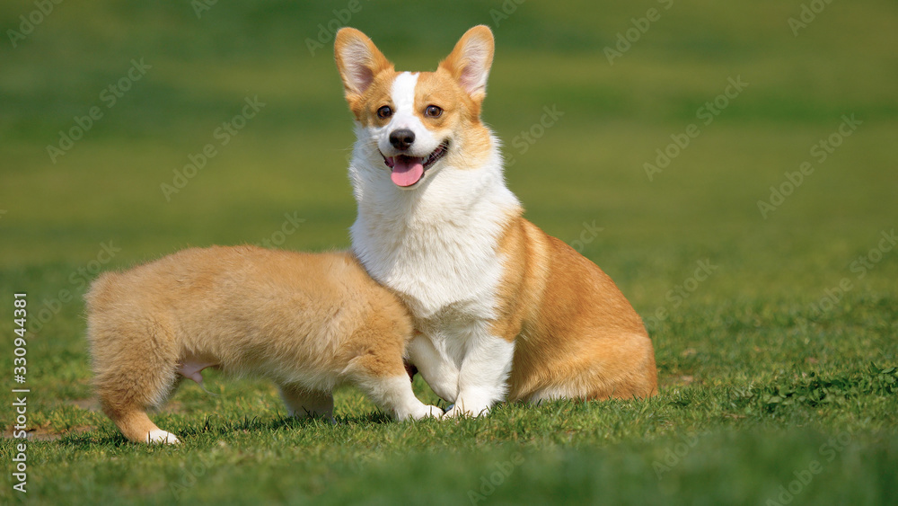 Happy and active purebred Welsh Corgi dogs playing in the grass field on a sunny summer day. 