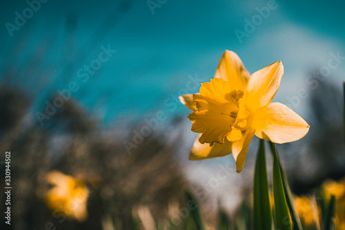 gardening, spring, flower