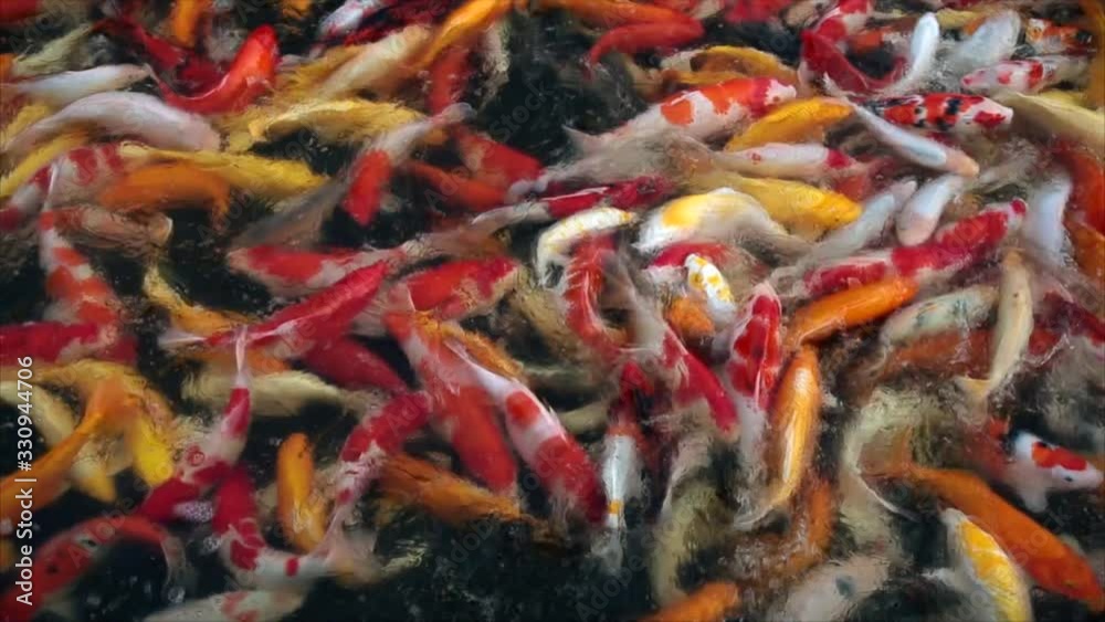 Colorful koi fish swimming in the pond Colorful koi fish swimming in the pond